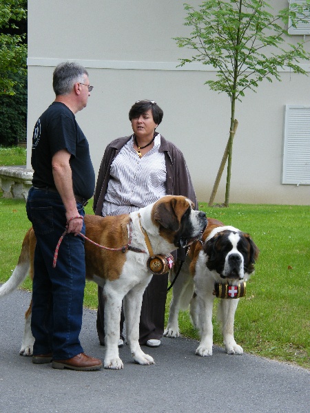 LES SAINT BERNARD EN VISITE AU CHATEAU 2008