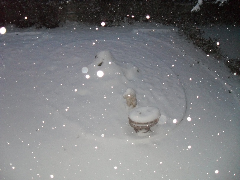 LE BONHEUR POUR LES SAINT BERNARD '' LA NEIGE''